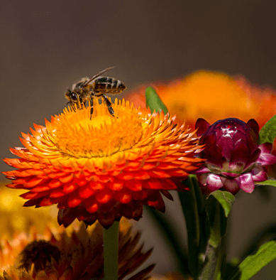 bee-on-flower