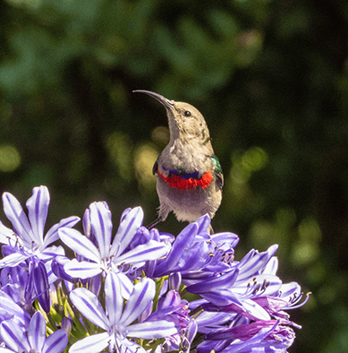 bird-on-flower